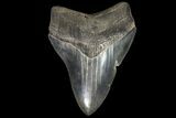 Serrated, Fossil Megalodon Tooth - Georgia #76480-1